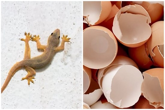 7 cách đuổi thạch sùng ra khỏi nhà an toàn, hiệu quả