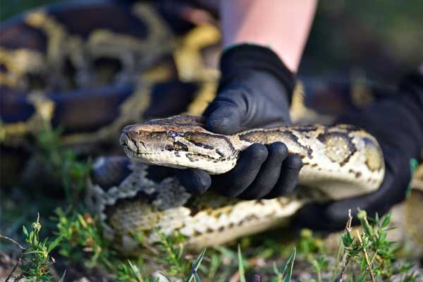 Bé trai 5 tuổi bị con trăn dài 3m cắn, lôi xuống hồ bơi và cái kết-1