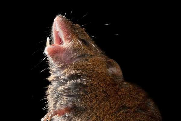 Chuột ăn gần 200 kg cần sa bị tịch thu của cảnh sát Ấn Độ-1