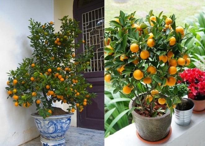 Nhà giàu hay không cứ nhìn cây trước cửa: Có 6 loại cây này gia chủ không giàu có cũng nhàn hạ-1