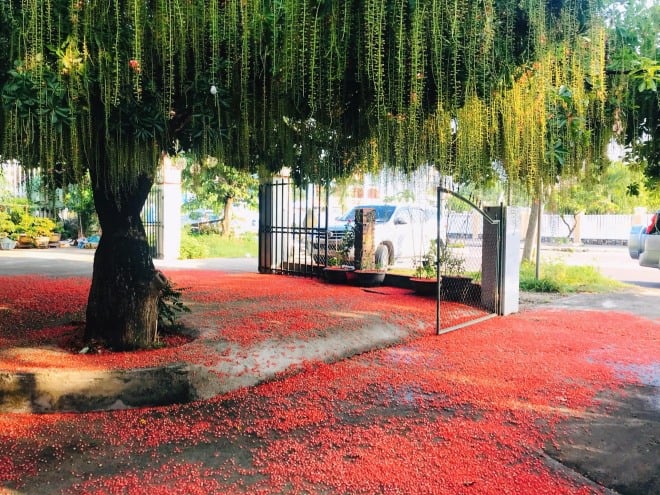 Nhà giàu hay không cứ nhìn cây trước cửa: Có 6 loại cây này gia chủ không giàu có cũng nhàn hạ-2