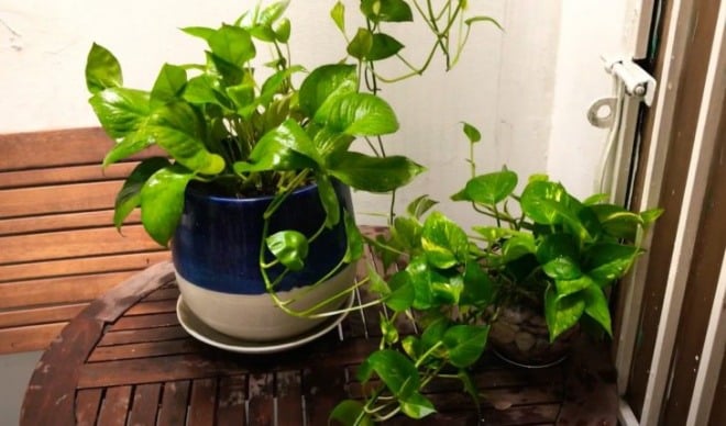 Nhà giàu hay không cứ nhìn cây trước cửa: Có 6 loại cây này gia chủ không giàu có cũng nhàn hạ-3