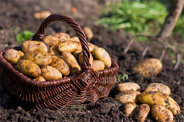 Kỷ niệm 3 năm cưới, chồng tặng tôi đồng hồ, lúc đi thay dây đeo thì bàng hoàng sửng sốt-2