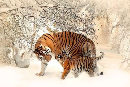 Chạy trời không khỏi nắng: 3 tuổi đen đủi nghèo khó tháng 12, 1 tuổi đổi vận giàu sang phú quý