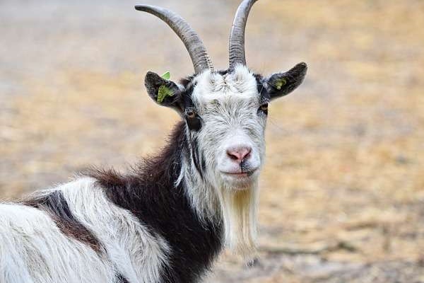 Tháng Chạp ai đen cứ đen : 4 tuổi này vận đỏ hơn son được ăn lộc thánh trúng số đổi đời, giàu có-2