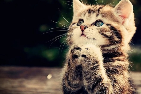 Tháng Chạp có nghĩa là gì, vì sao tháng Chạp được gọi là tháng củ mật?-3