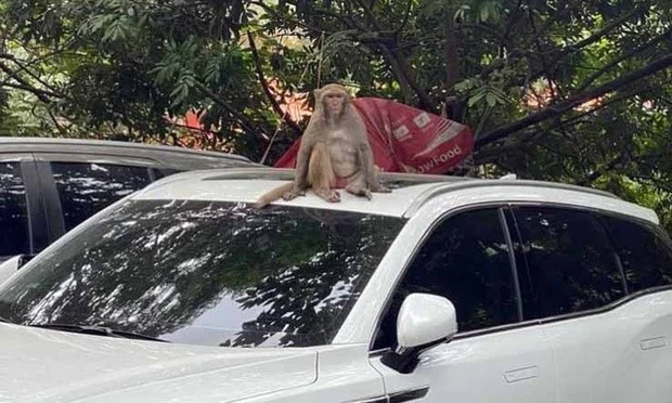 Thổi ống tiêu gây mê, vây bắt con khỉ hoang phá bãi xe ở Hà Nội-1