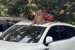 Đã bắt được khỉ hoang quậy phá người ở Hà Nội-4