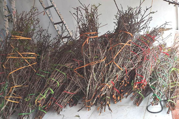 Hoa mận về phố nở trắng mê hoặc, khách chuộng cành dăm giá rẻ, cành mận khủng giảm mạnh-1