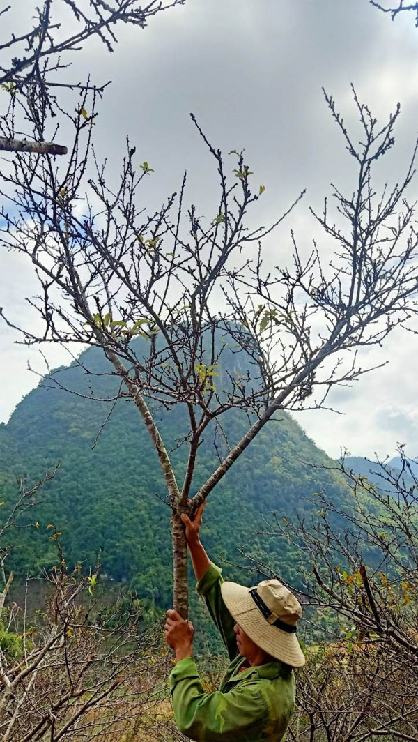 Hoa mận về phố nở trắng mê hoặc, khách chuộng cành dăm giá rẻ, cành mận khủng giảm mạnh-2