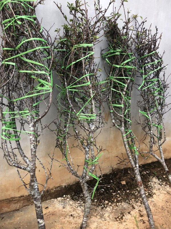 Hoa mận về phố nở trắng mê hoặc, khách chuộng cành dăm giá rẻ, cành mận khủng giảm mạnh-3