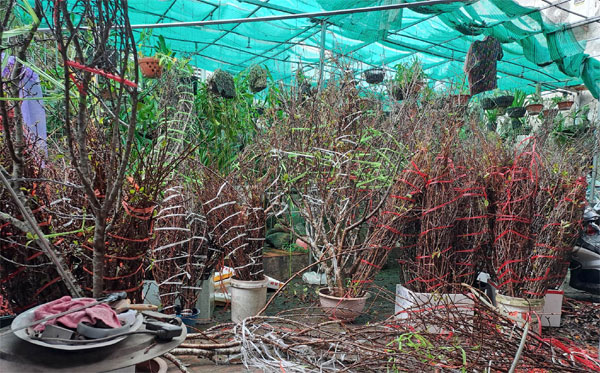 Hoa mận về phố nở trắng mê hoặc, khách chuộng cành dăm giá rẻ, cành mận khủng giảm mạnh-4