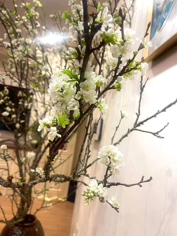Hoa mận về phố nở trắng mê hoặc, khách chuộng cành dăm giá rẻ, cành mận khủng giảm mạnh-6