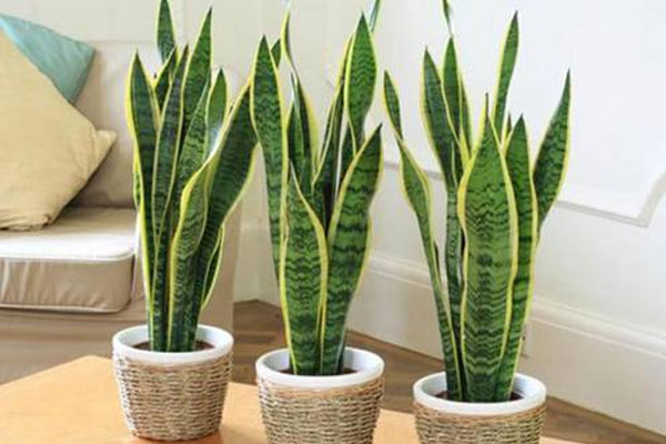 Dùng 3 thứ nước này tưới cho cây lưỡi hổ, chồi non mọc lên tua tủa, ra hoa trắng muốt-1