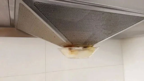 Dùng 3 thứ nước này tưới cho cây lưỡi hổ, chồi non mọc lên tua tủa, ra hoa trắng muốt-2