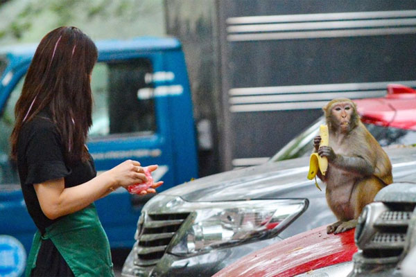 Tạm dừng vây bắt con khỉ tấn công người ở Hà Nội-1