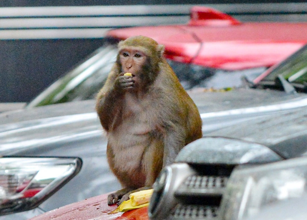 Tạm dừng vây bắt con khỉ tấn công người ở Hà Nội-2