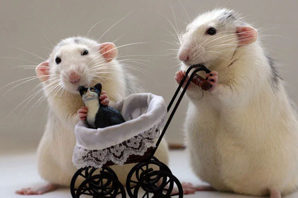 Sinh vào 6 ngày Âm lịch này, nam hay nữ đều giỏi giang, hưởng đủ vinh hoa phú quý-4