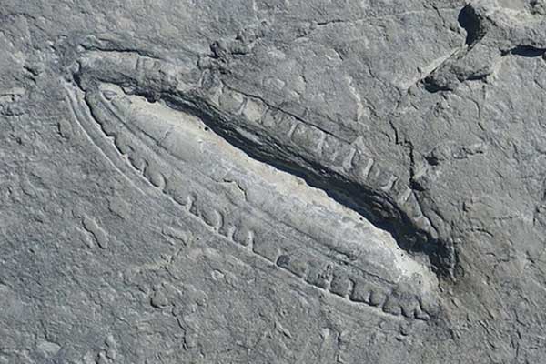 Phát hiện bữa ăn lâu đời nhất” thế giới trong hóa thạch 550 triệu năm tuổi-1