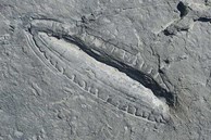 Phát hiện “bữa ăn lâu đời nhất” thế giới trong hóa thạch 550 triệu năm tuổi