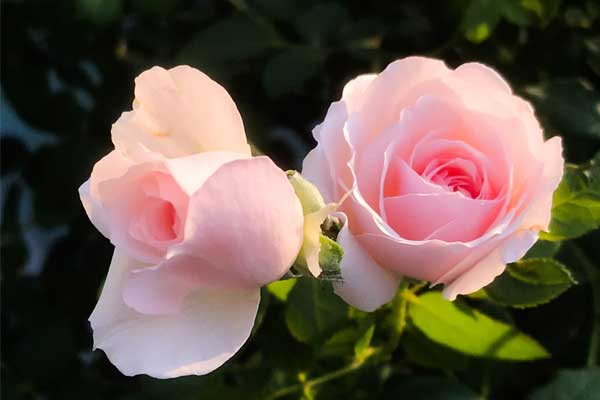 Sinh vào 6 ngày Âm lịch này, nam hay nữ đều giỏi giang, hưởng đủ vinh hoa phú quý-1