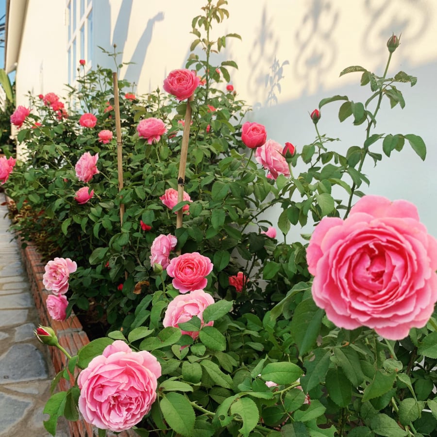 Hoa hồng rất thích loại nước này, cứ cho cây uống đều là hoa tuôn không ngừng-2