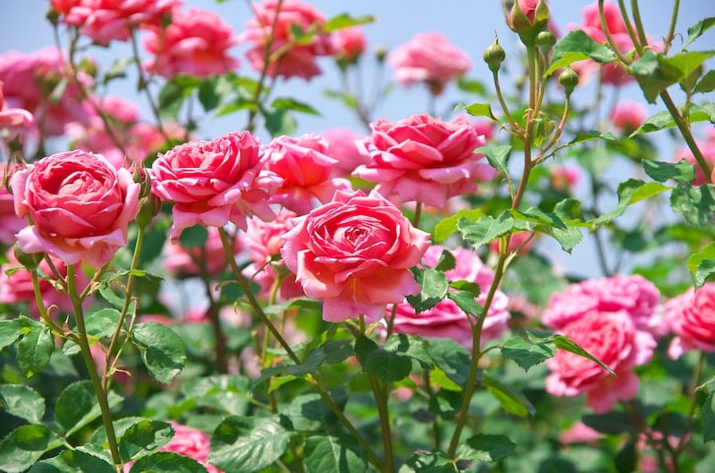 Hoa hồng rất thích loại nước này, cứ cho cây uống đều là hoa tuôn không ngừng-4