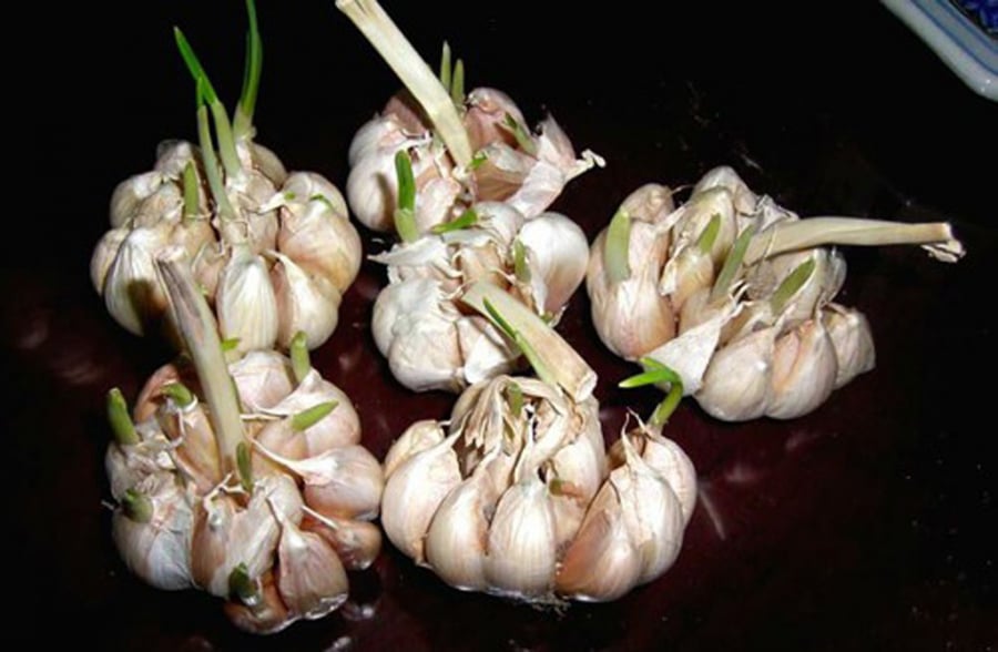 Củ tỏi bán đầy ngoài chợ nhưng có 4 dấu hiệu này thì đừng mua kẻo phí tiền-1