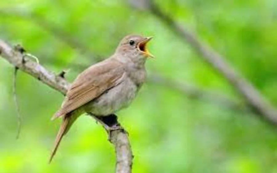 Năm hết Tết đến, ngôi nhà có 3 điều này là dấu hiệu phát tài, cuộc sống viên mãn, 2 điềm báo hung hạn-1