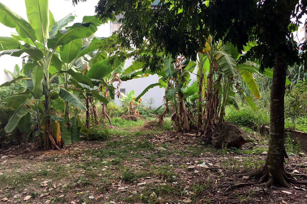 Cò đất qua thời ăn dày-1