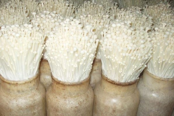 Cách trồng nấm kim châm tại nhà từ phần gốc: Rất đơn giản, ai cũng làm được-3