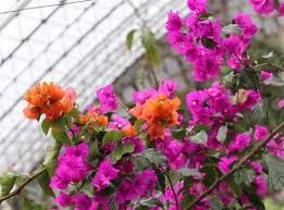 Hoa giấy không cần tưới nhiều: Thêm thứ rẻ tiền này vào đáy, cây bén rễ cực nhanh, hoa nở thành chùm to đẹp-3