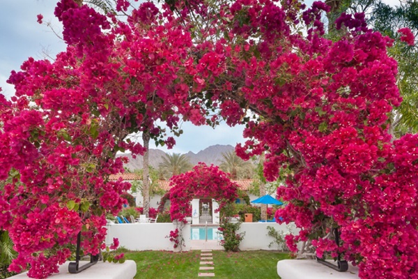 Đừng lấy nước máy tưới cho cây, dùng 4 loại nước thần kỳ này để đất tơi xốp, cây lắm lộc nhiều hoa-4