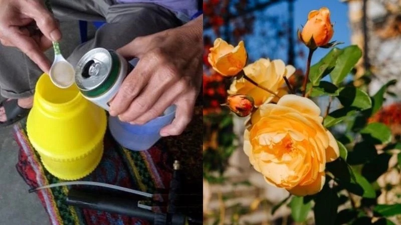 Đừng lấy nước máy tưới cho cây, dùng 4 loại nước thần kỳ này để đất tơi xốp, cây lắm lộc nhiều hoa-1