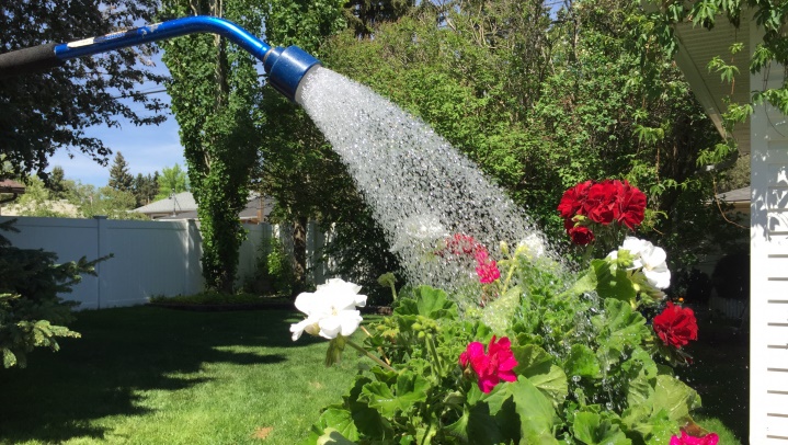 Đừng lấy nước máy tưới cho cây, dùng 4 loại nước thần kỳ này để đất tơi xốp, cây lắm lộc nhiều hoa-2