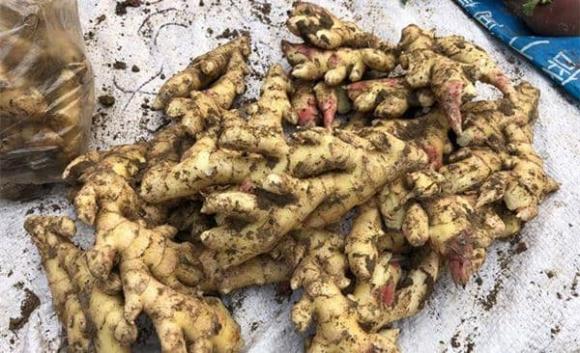 Đừng trữ gừng trong tủ lạnh nữa. Bác nông dân dạy cách hay để gừng tươi cả năm không hỏng-2