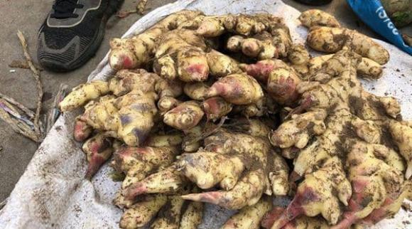 Đừng trữ gừng trong tủ lạnh nữa. Bác nông dân dạy cách hay để gừng tươi cả năm không hỏng-3