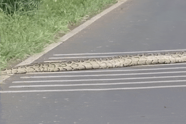 Phát hiện trăn khổng lồ bò lổm ngổm qua đường