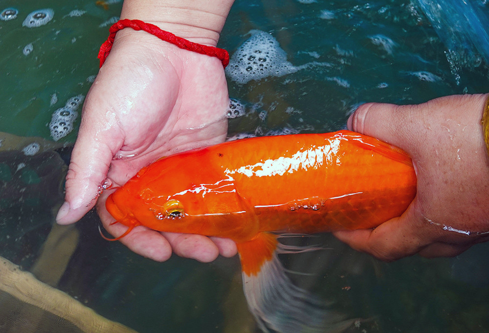 Cô cử nhân Cần Thơ về quê nuôi cá Koi, đút két bộn tiền mỗi năm-1