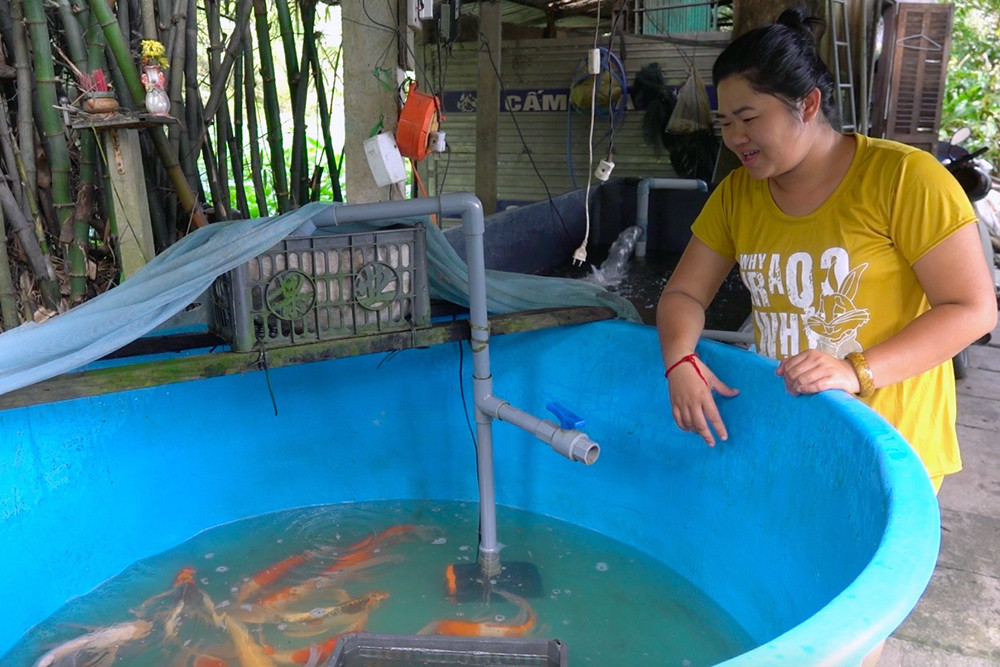 Cô cử nhân Cần Thơ về quê nuôi cá Koi, đút két bộn tiền mỗi năm-2