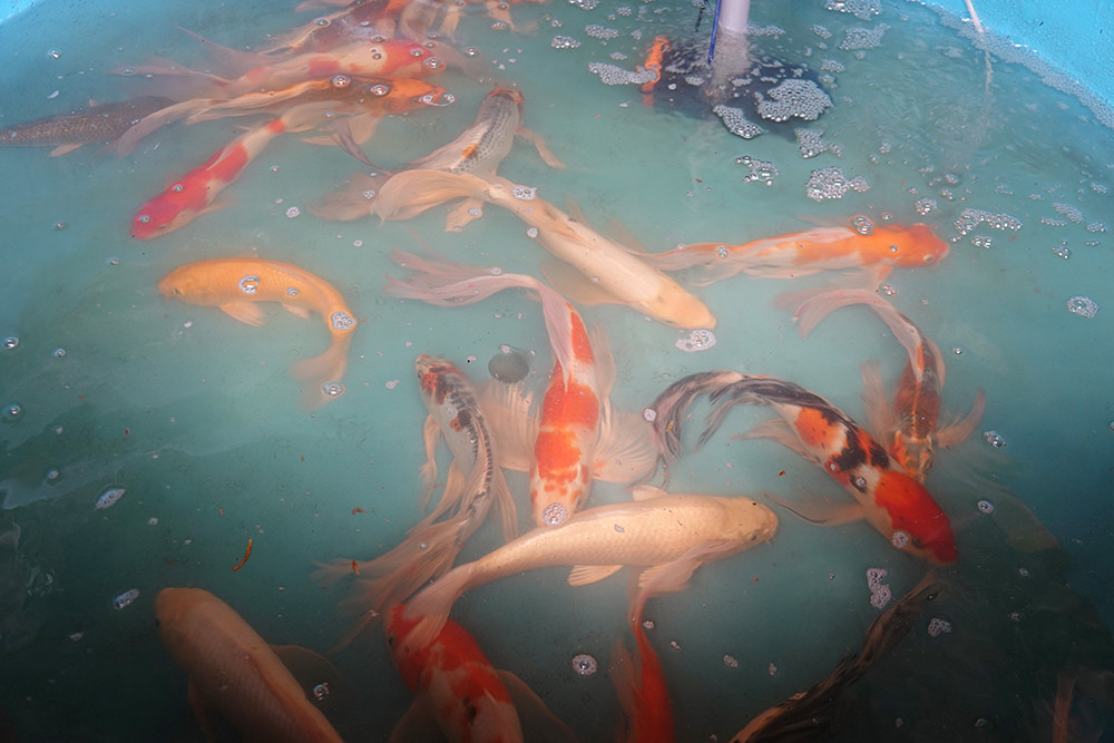 Cô cử nhân Cần Thơ về quê nuôi cá Koi, đút két bộn tiền mỗi năm-3