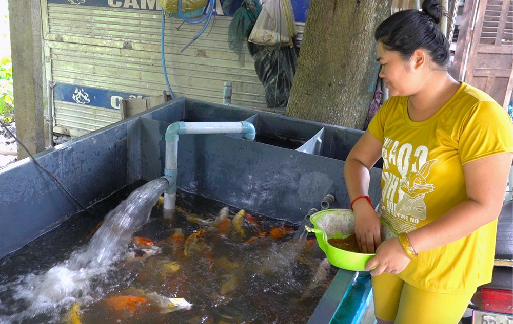 Cô cử nhân Cần Thơ về quê nuôi cá Koi, đút két bộn tiền mỗi năm-4