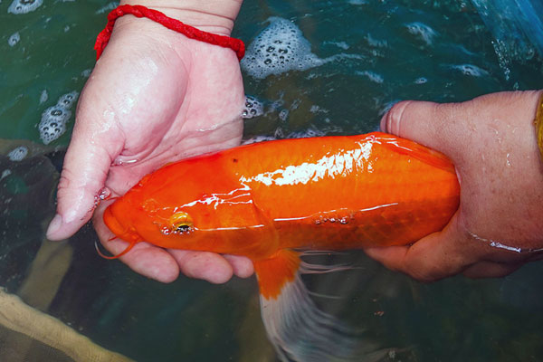 Loại cá xưa ít người ăn, nay thành đặc sản Quảng Bình-4