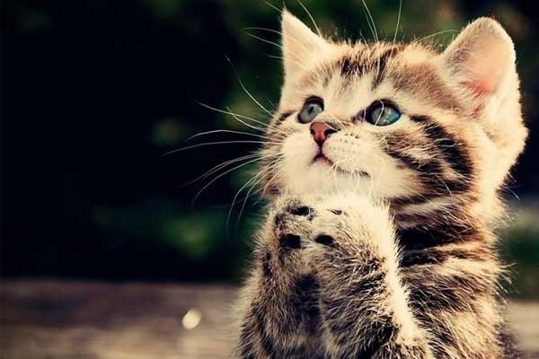 3 tuổi Trời cho thuận lợi nhất Quý Mão 2023, làm chơi ăn thật có tiền tỷ-4