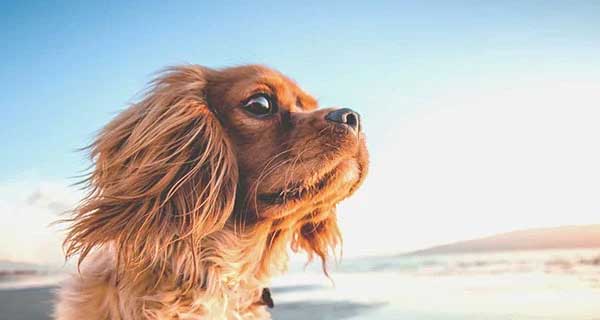 3 tuổi Trời cho thuận lợi nhất Quý Mão 2023, làm chơi ăn thật có tiền tỷ-2