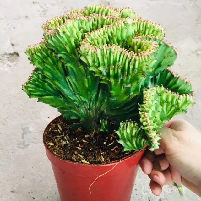 3 loại cây vừa sang vừa đẹp lại vừa chống trộm không lo mất đồ: Nhà giàu ai cũng thích trồng trước cửa-1