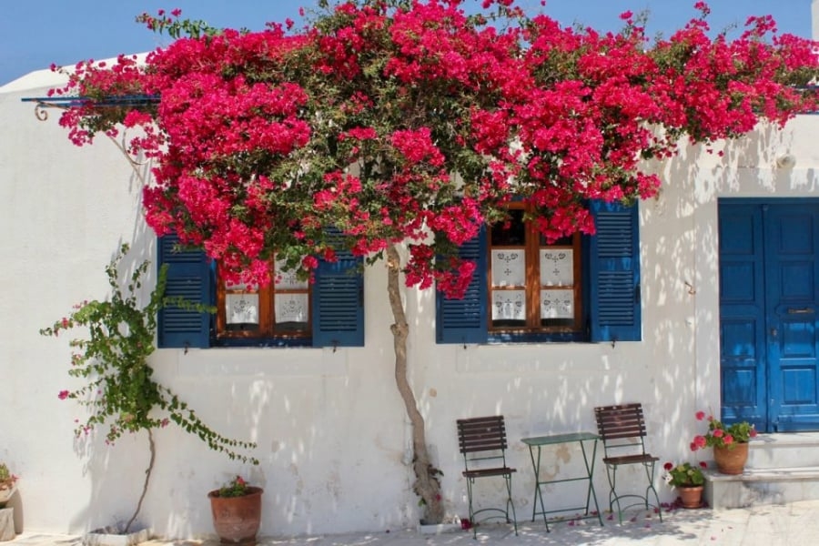 3 loại cây vừa sang vừa đẹp lại vừa chống trộm không lo mất đồ: Nhà giàu ai cũng thích trồng trước cửa-3