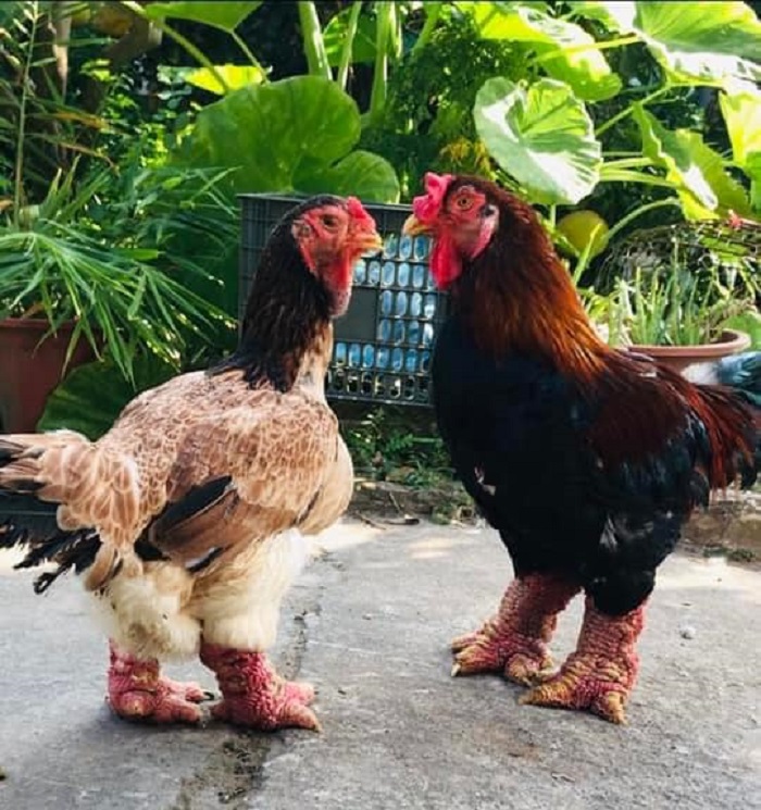 Siêu đắt đỏ, chỉ riêng cặp chân của loại gà này đã hơn 1 triệu đồng-1