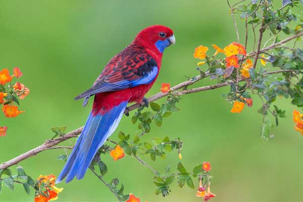 Kể từ tháng 12, túi tiền của 4 con giáp rủng rỉnh, tài lộc khắp nơi, cuộc sống tràn ngập niềm vui-1