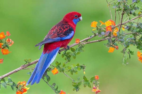 Kể từ tháng 12, túi tiền của 4 con giáp rủng rỉnh, tài lộc khắp nơi, cuộc sống tràn ngập niềm vui